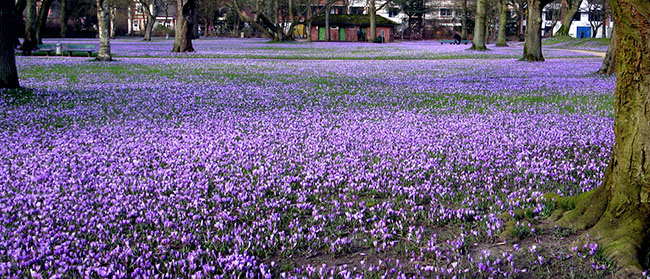 Krokusblüte im Husumer Schlossgarten