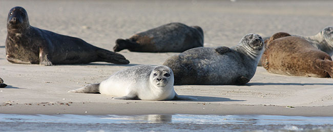 Seehundsafari vor Büsum